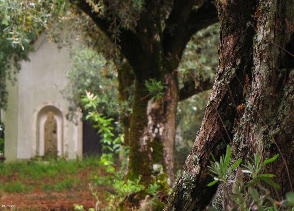Вилла Quinta Do Cerquito Феррейра-ду-Зезери Экстерьер фото